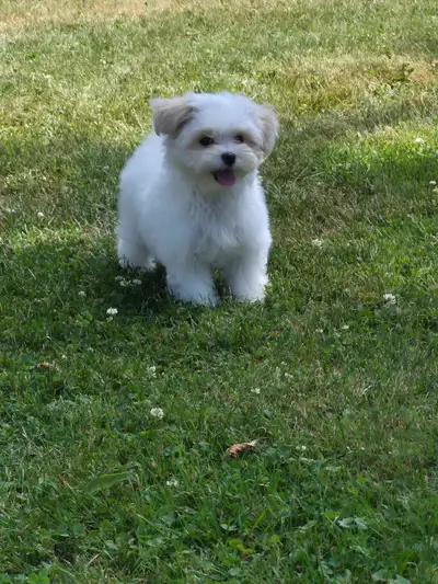 Cute Snuggly Little Maltese Puppies, View more
