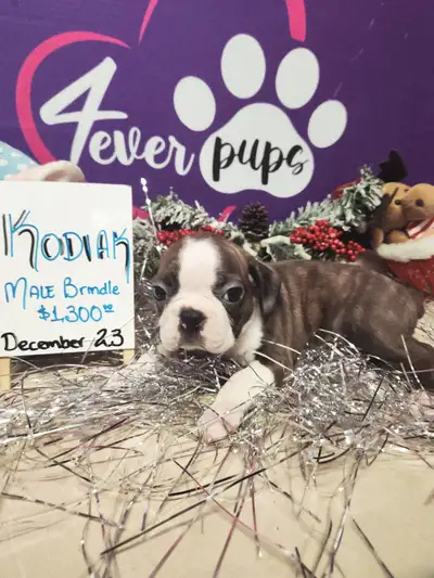 Brindle & black boston terrier pups *ready to be rehome, View more