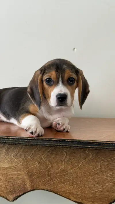 beagle puppies, View more