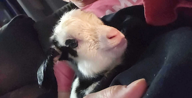 Kid goats for sale in Livestock in Thunder Bay - Image 3