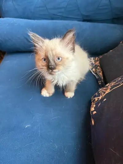 Purebred Ragdoll kittens ready to go, View more