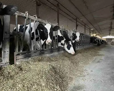 part time employment on dairy farm, View more
