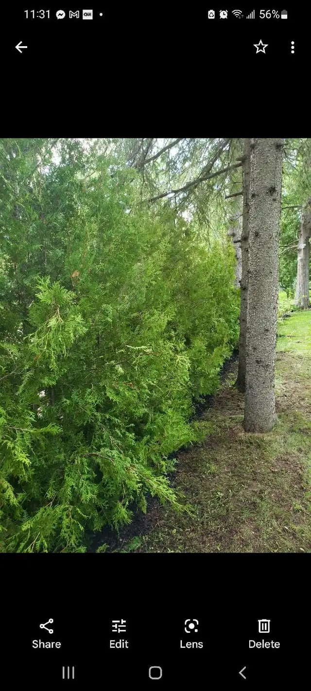 Cedar Trees - BOOK NOW & SAVE! in Plants, Fertilizer & Soil in City of Toronto - Image 3