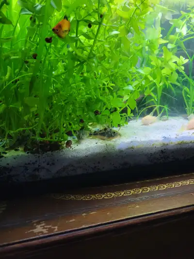 Spotted pepper Cory's fish, View more