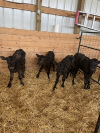 Beef calves for sale