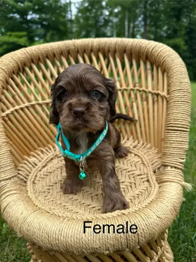 cocker spaniel puppies, View more