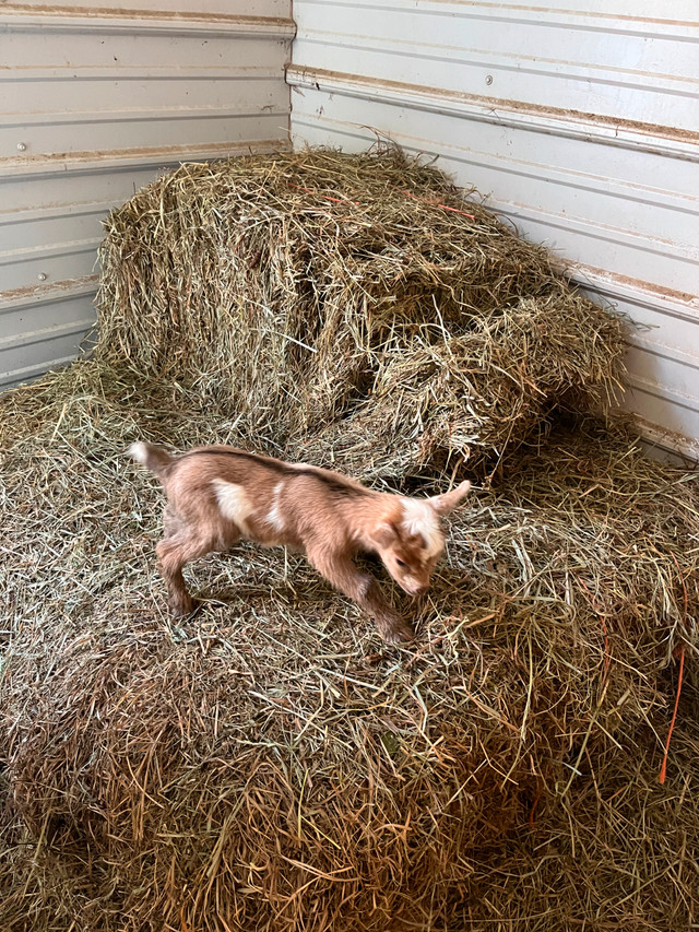 Friendly Brown Buckling for sale in Livestock in New Glasgow - Image 3