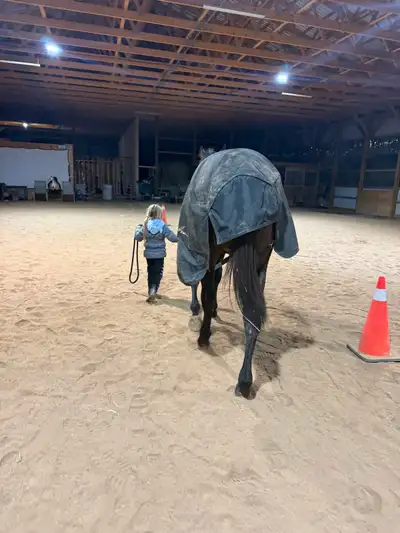  thoroughbred gelding for sale, View more
