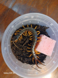 Giant Centipedes for sale @$100.00 each assorted types 