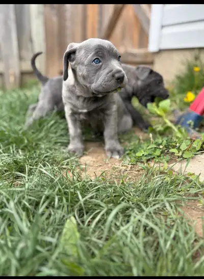 4 Month Old Cane Corso Puppy, View more