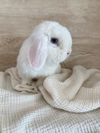 purebred holland lop bunny  Mississauga / Peel Region Toronto (GTA) Preview
