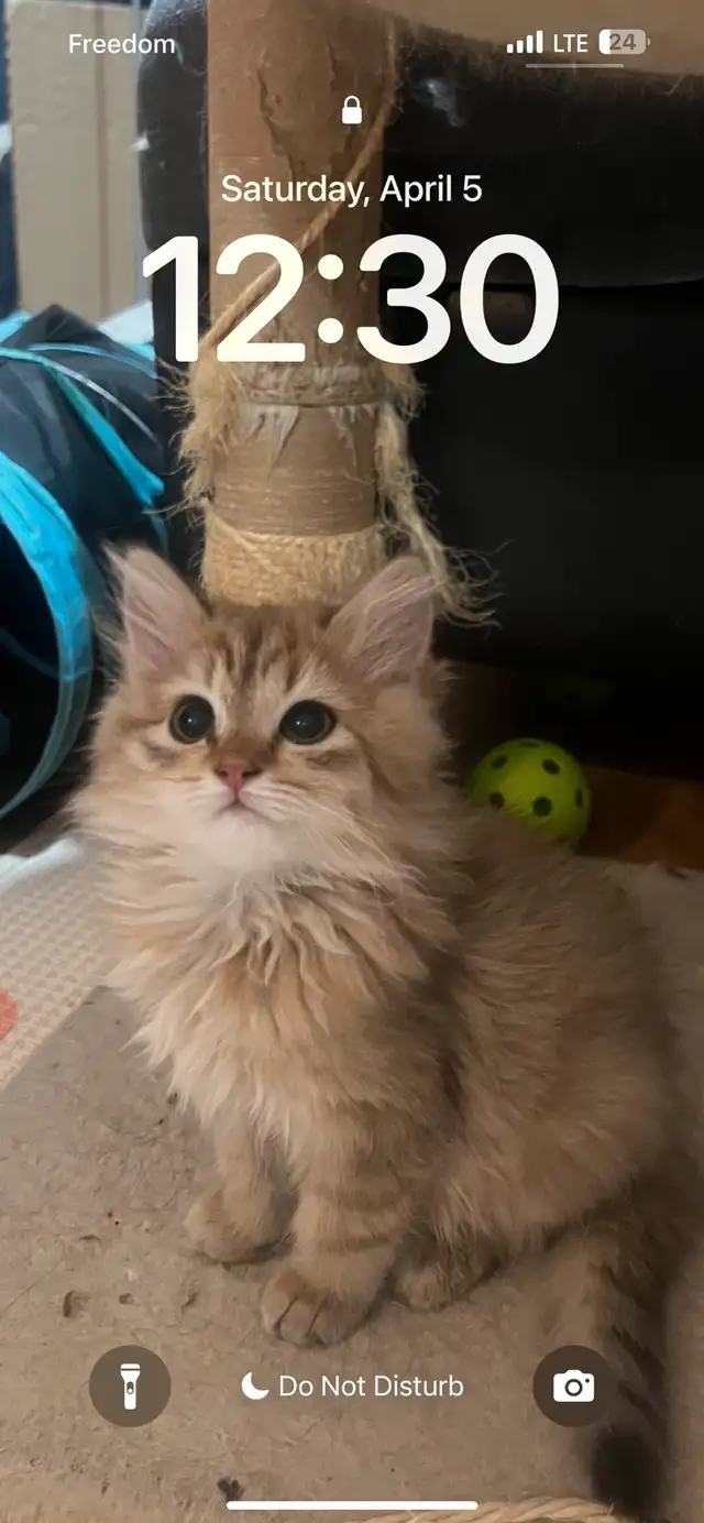 Ragdoll &amp; pure Persian-UPDATED
