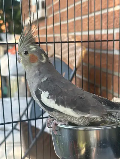 Cockatiel with cage, View more