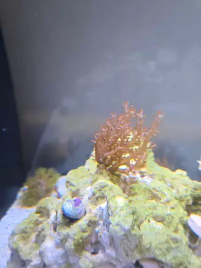 Kenyan Tree Coral Saltwater , View more