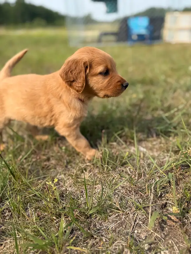 Goldendoodle Mix Puppies **1 male left** in Dogs & Puppies for Rehoming in Winnipeg - Image 11