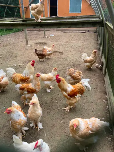 Brahma chickens hens and pullets available, View more