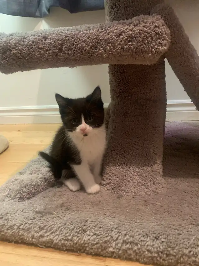 mixed mainecoon kittens in Cats & Kittens for Rehoming in Kelowna - Image 6