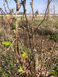 Raspberry canes