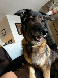 German Shepard x Lab for Rehoming