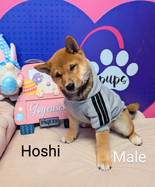 Pure Mini Shiba inu pups mame! pedigree&h. tested parents dans Chiens et chiots à adopter  à Ouest de l’Île - Image 3