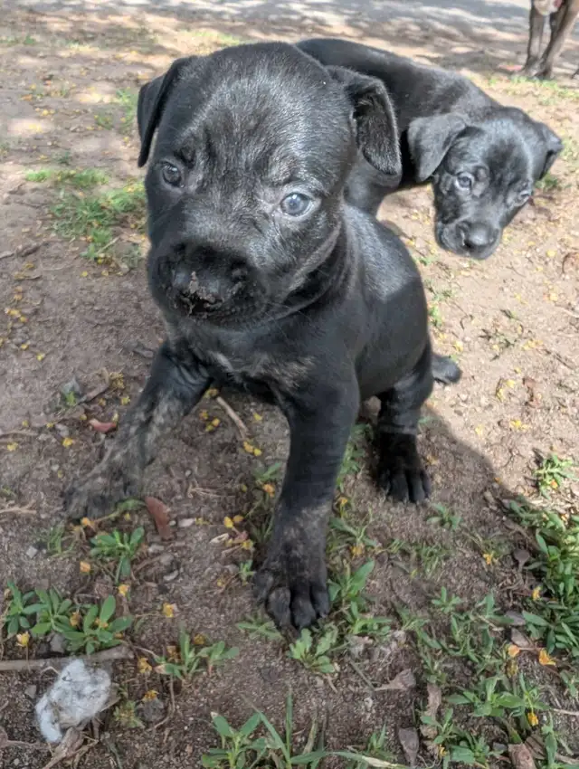 King Corso puppies in Dogs & Puppies for Rehoming in Ottawa - Image 9