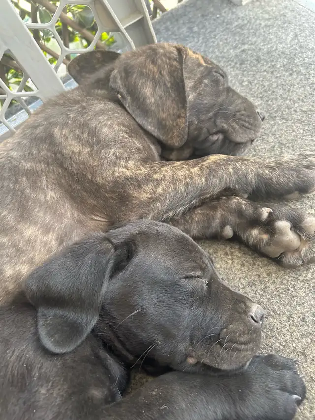Cane corso/Great Dane puppies ready in 2 weeks with first shots. in Dogs & Puppies for Rehoming in Penticton - Image 11