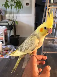 CUTE Handfed Baby Cockatiels for sell ; deliver 