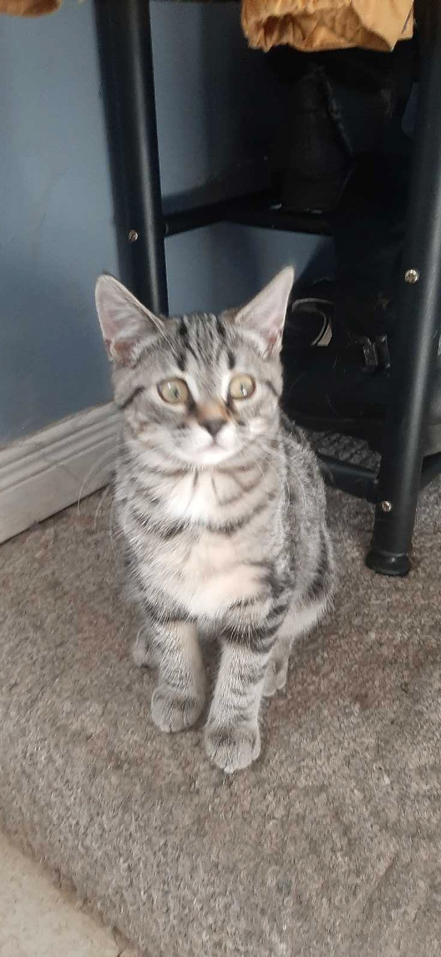 Kitten ready to go in Cats & Kittens for Rehoming in North Bay