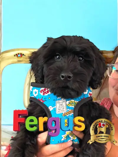 CHRISTIAN DOODLES. REPUTABLE breeder since 2004 Please see our website for available whoodles Christ...