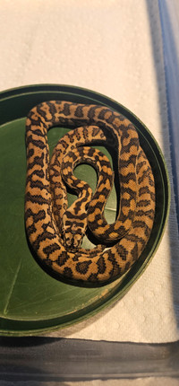 Baby Jag and Coastal Carpet Pythons