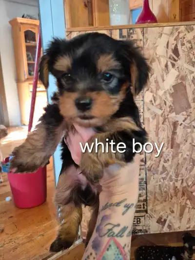 Yorkie Puppies, View more