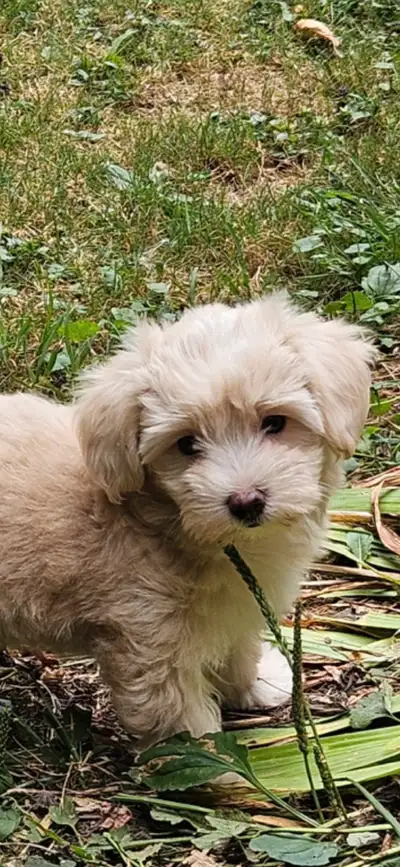 Maltipoo Puppies, View more