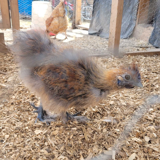 Silkie Roosters in Livestock in Quesnel - Image 3