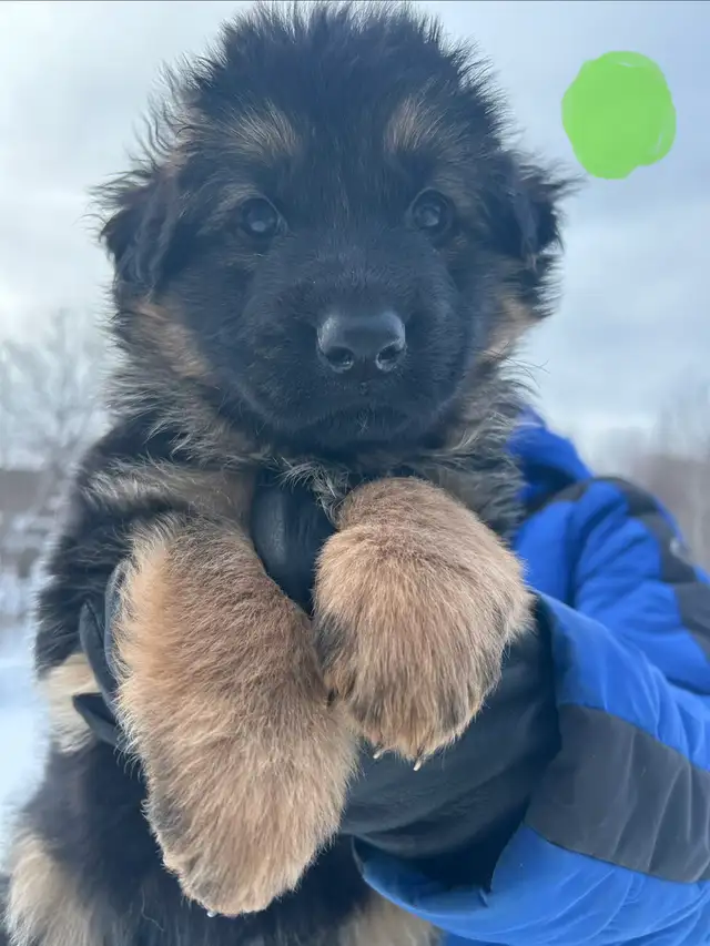 Chiots bergers allemands in Dogs & Puppies for Rehoming in Québec City - Image 6