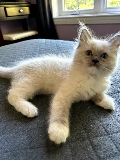 Ragdoll Blue Point, View more