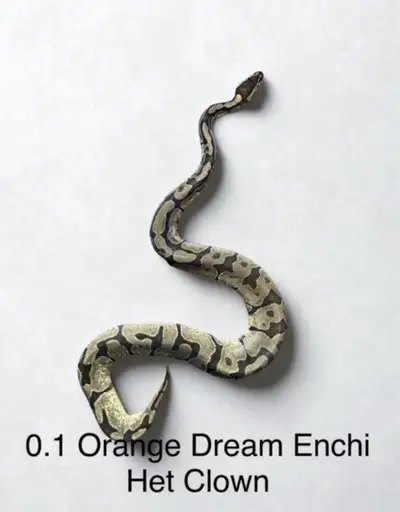 Female Orange Dream Enchi het clown Ball Python, View more