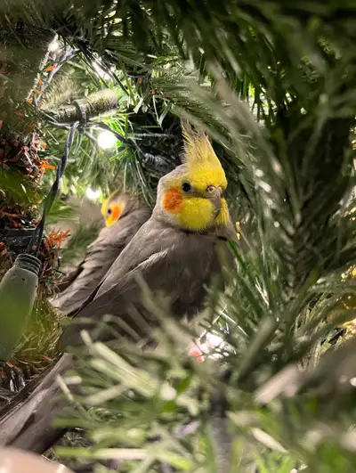 Charming Cockatiels Seeking Their Forever Homes!, View more