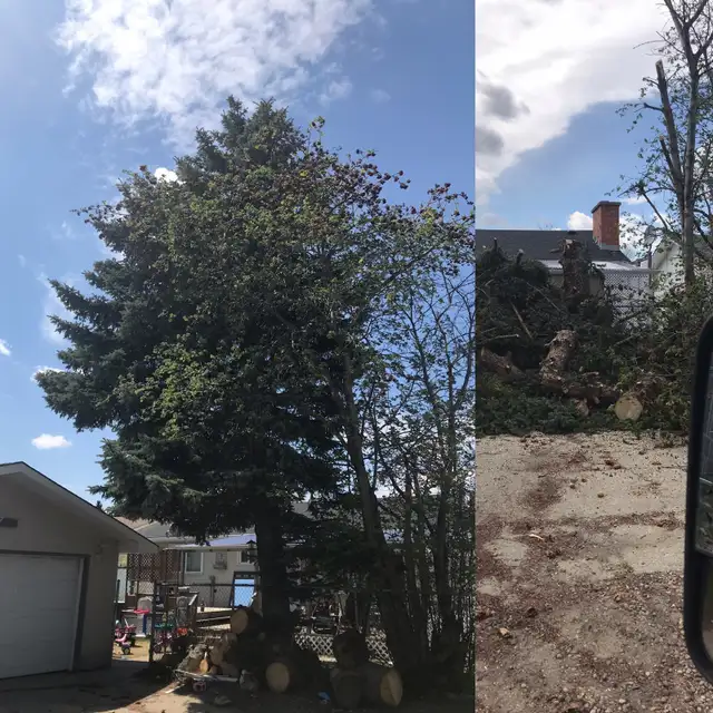 Black Out Tree Removal62866659819393123