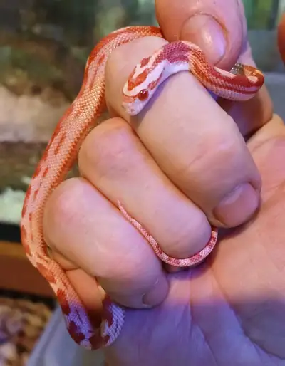 baby corn snakes, View more