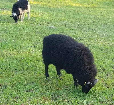 Icelandic and Icelandic/Shetland cross lambs $300, View more
