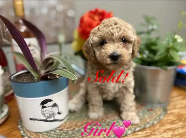 Adorable Bichonpoo’s! ♥️4 males Available. in Dogs & Puppies for Rehoming in St. Albert - Image 6