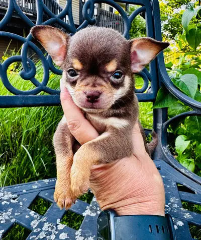 Nouvelle Portée De Chihuahua, View more