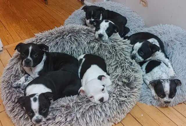 Adorable Boston Terrier Pups ready for Spring in Dogs & Puppies for Rehoming in Winnipeg - Image 11