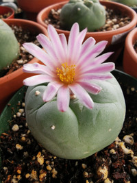 Peyote Cactus, Peyotl (Lophophora Williamsii Var Diffusa/Fricii)