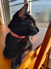 2.5 years old black cat rehome