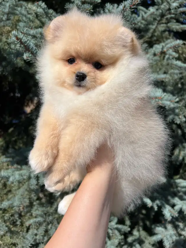 Adorable Cream Pomeranian Girl in Dogs & Puppies for Rehoming in Vernon - Image 2