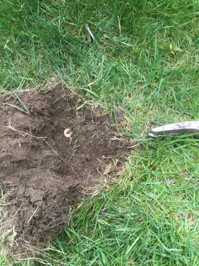 Grubs and Chinch Bugs Damaged Your Lawn? We can repair, View more