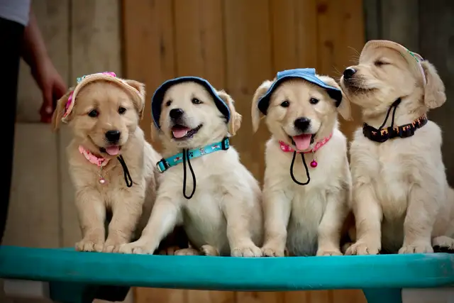 Golden retriever puppies in Dogs & Puppies for Rehoming in Mississauga / Peel Region - Image 5
