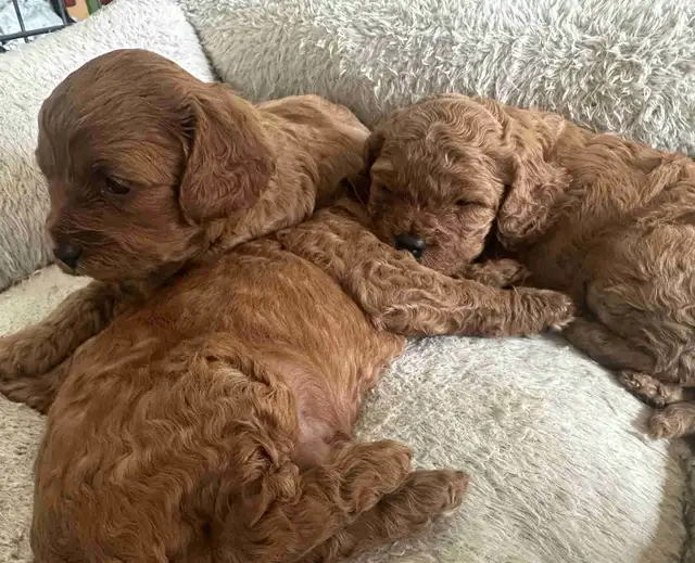 Cavapoo Girls Avaialble in Dogs & Puppies for Rehoming in Victoria - Image 3