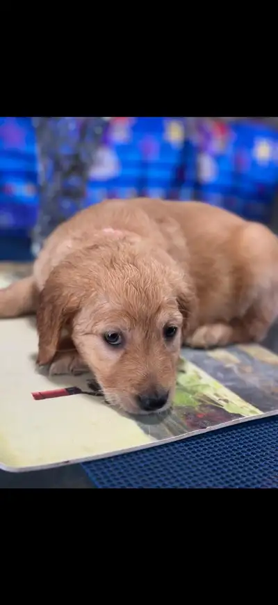 Golden retriever puppies looking for their family, View more